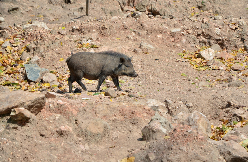 野生野猪哺乳动物鼻子荒野头发生物野生动物毛皮环境棕色公猪图片