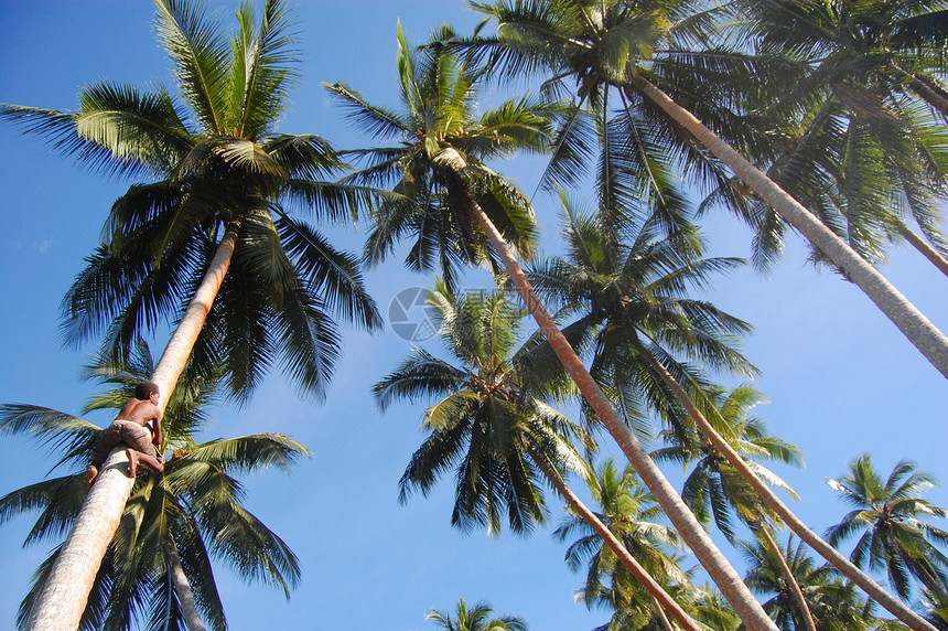 男孩在椰子棕榈上攀爬图片