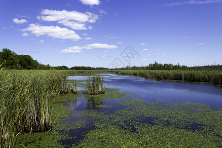 美丽的池塘 有尾尾和百合板公园人行道香蒲绿色踪迹背景图片