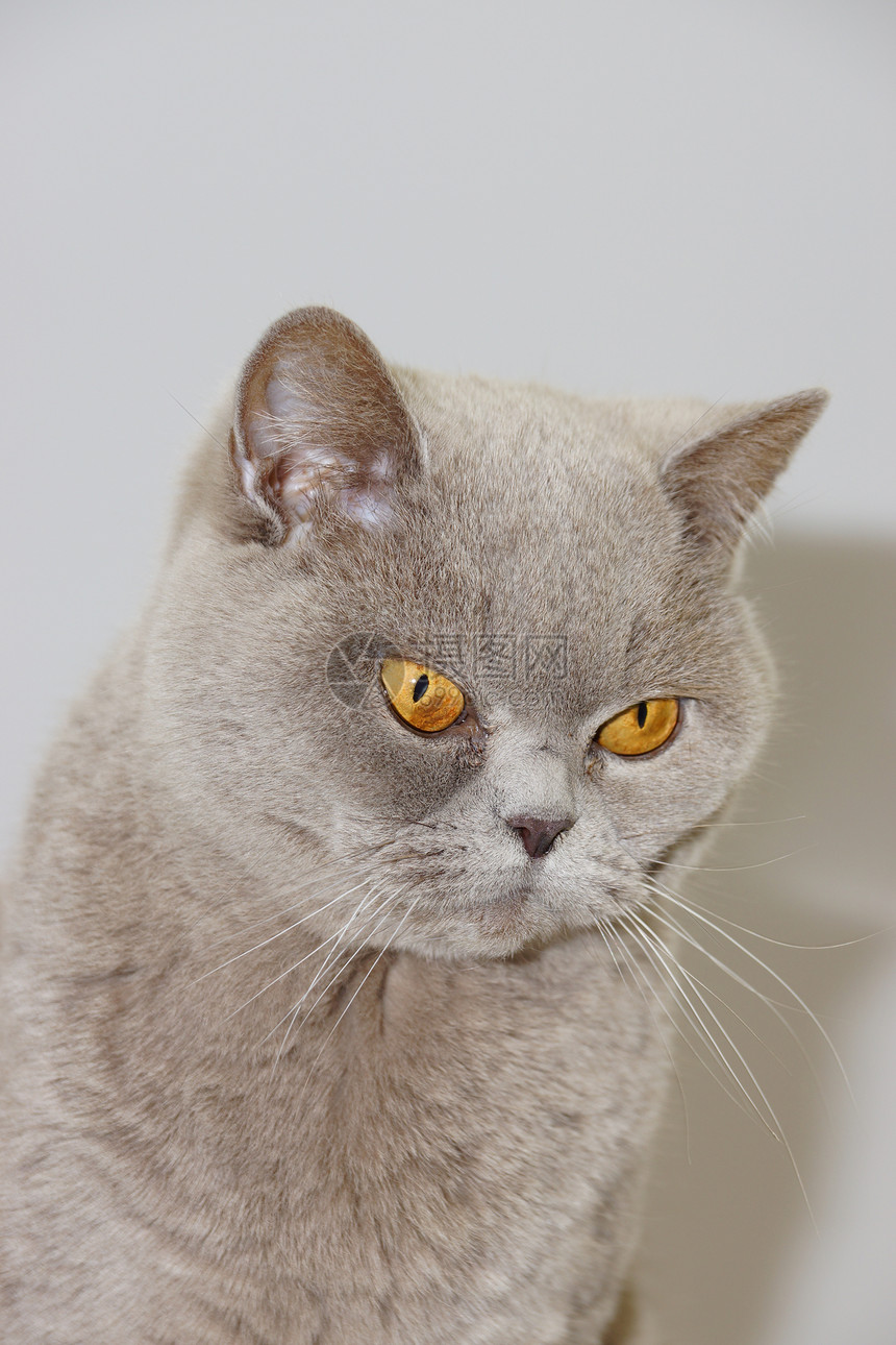 英国猫猫科动物动物头发家庭爪子橙子猫咪眼睛工作室小猫图片
