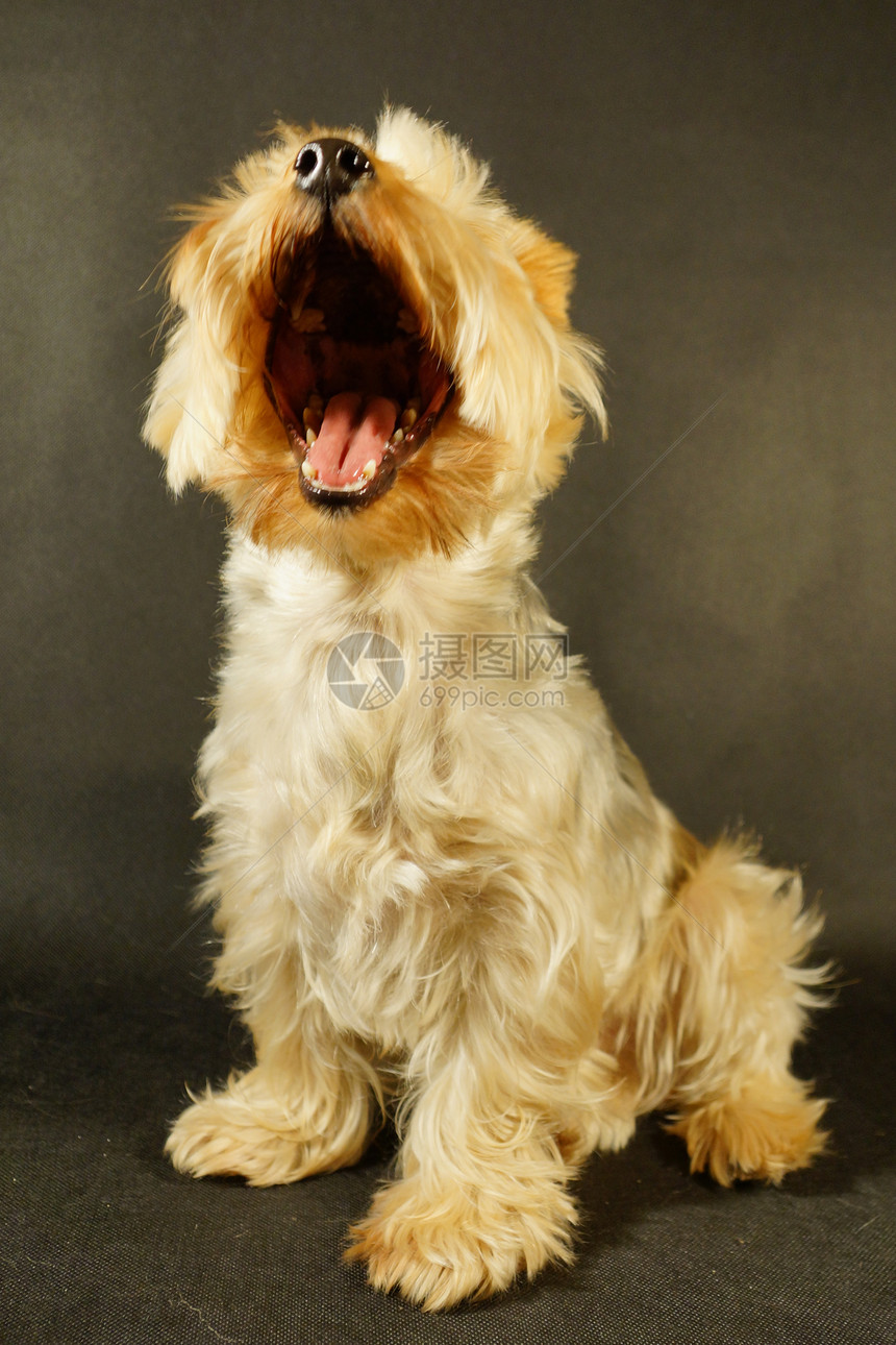 约克郡起重港猎犬展示质量头发毛皮班级魅力动物崇拜犬类图片