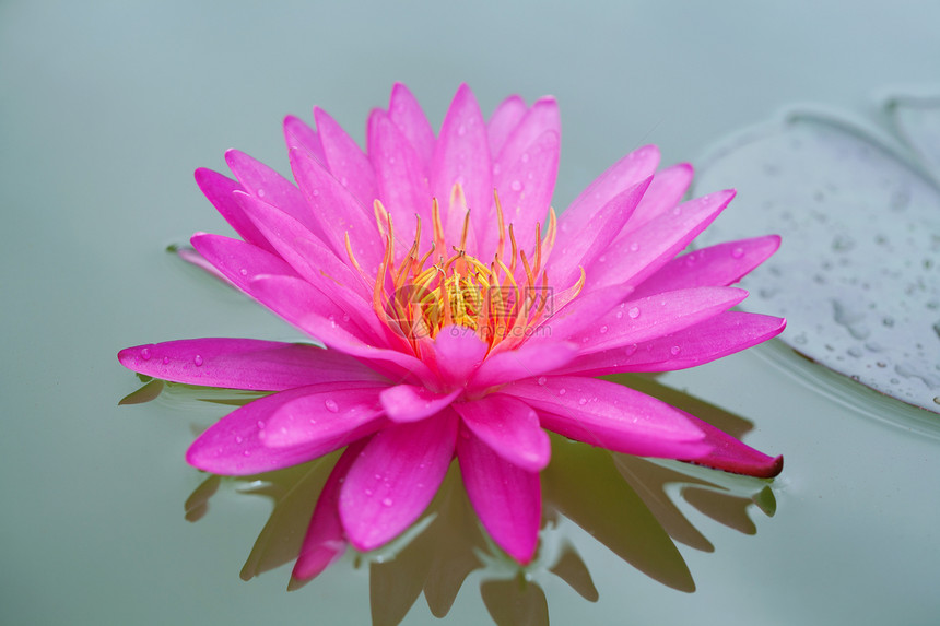 粉莲的特写宏观百合绿色白色植物热带公园粉色图片