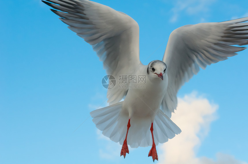 海鸥飞行天空动物黄色蓝色燕鸥白色海岸羽毛太阳图片