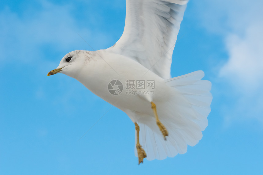 海鸥羽毛飞行灰色多云蓝色动物燕鸥生态动物群白色图片