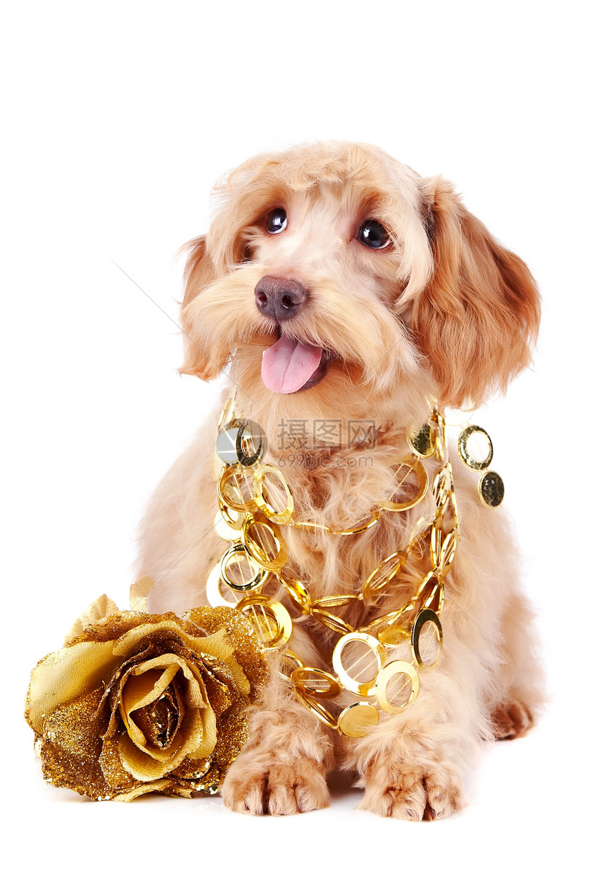 金首饰和金玫瑰的装饰狗图片