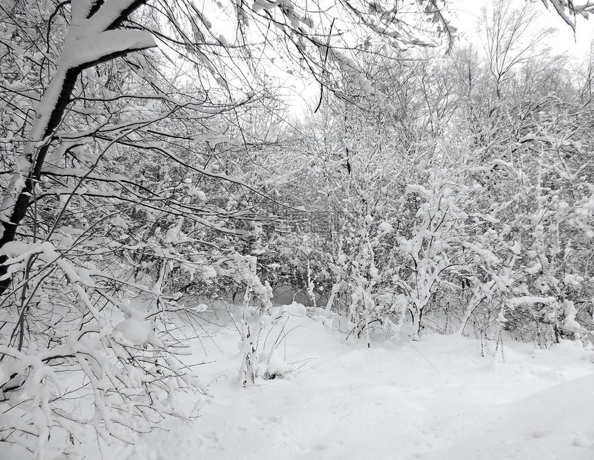 冬季风景土地天气季节美丽场地暴风雪旅行蓝色森林天空图片
