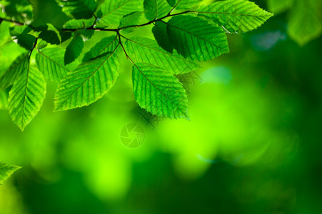 绿叶空地树木树叶植物风景阳光背景图片