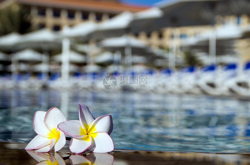 热带花卉水池白色温泉波浪海洋地平线旅行晴天宏观游泳图片