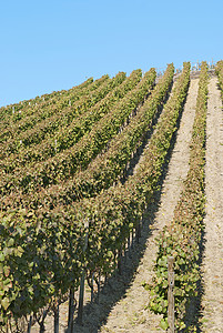 葡萄酒字段天空天气葡萄种植爬坡栽培场地蓝色酿酒晴天背景图片