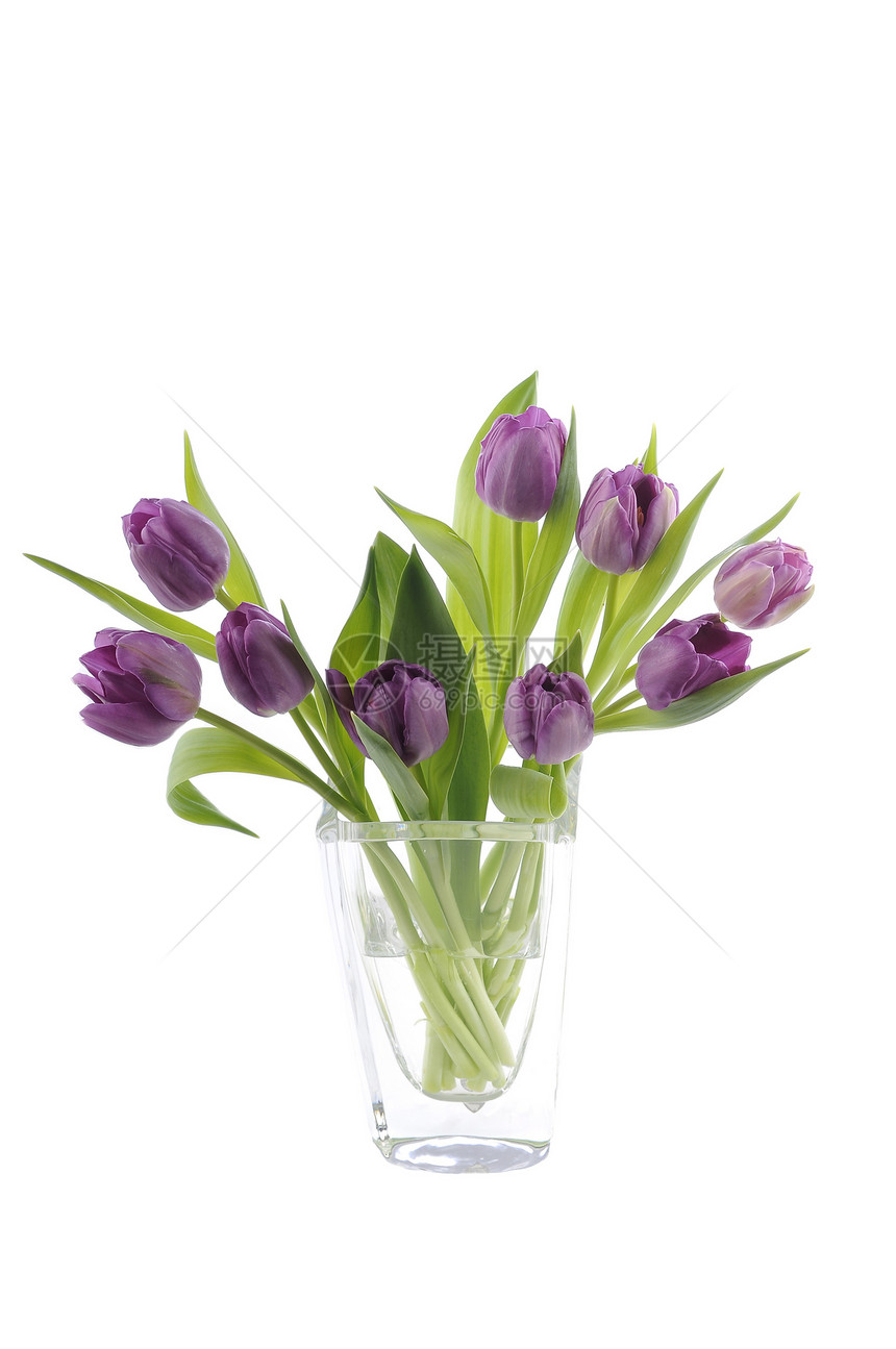 紫色郁金香花朵绿色床单花艺礼物喜悦香味花瓶花束白色图片