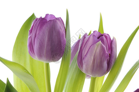 紫色郁金香床单白色绿色背景图片