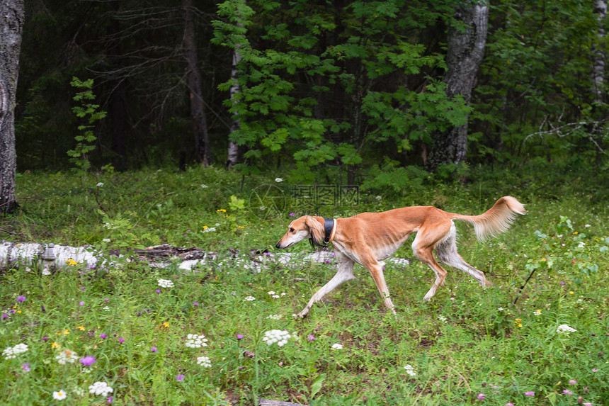 棕色沙露宠物动物森林水平桦木女性黑色白色食肉猎犬图片