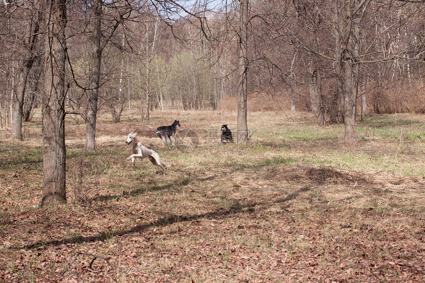 流传的东方猎犬宠物跑步植物群会议白色友谊动物森林黑色食肉图片