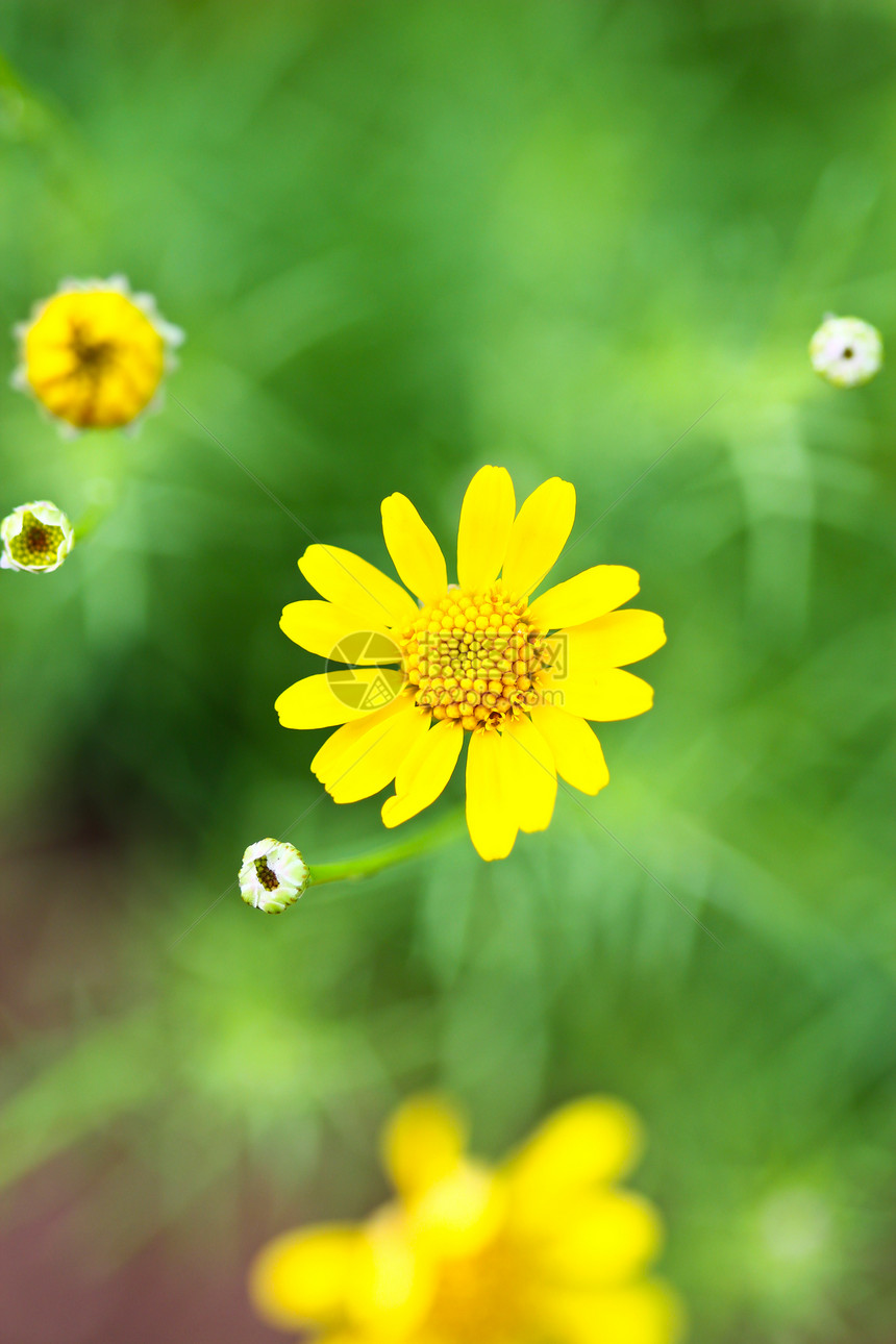 黄色的花朵密闭着植物花瓣植物群环境紫色场地花园太阳阳光园艺图片