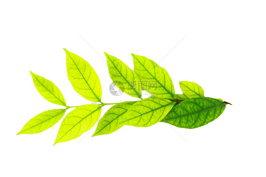 在白色背景中孤立的绿叶标本馆草本植物药品绿色叶子宏观植物活力草本图片