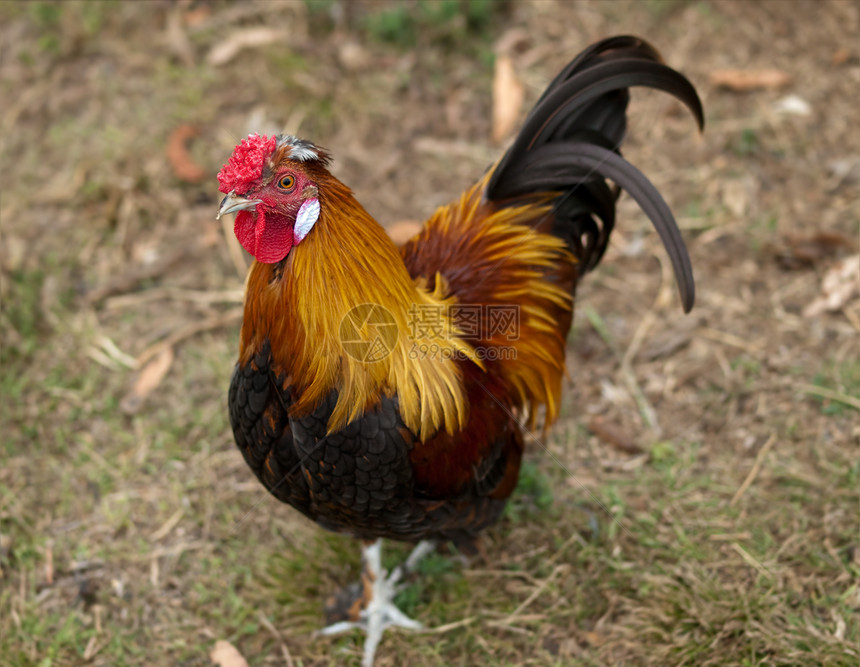 雄性罗龙式丝绸小鸡肉横渡免费品种家禽图片