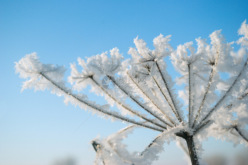 冰冻花朵雪堆旅行雪花天空蓝色树木白色场景仙境季节图片