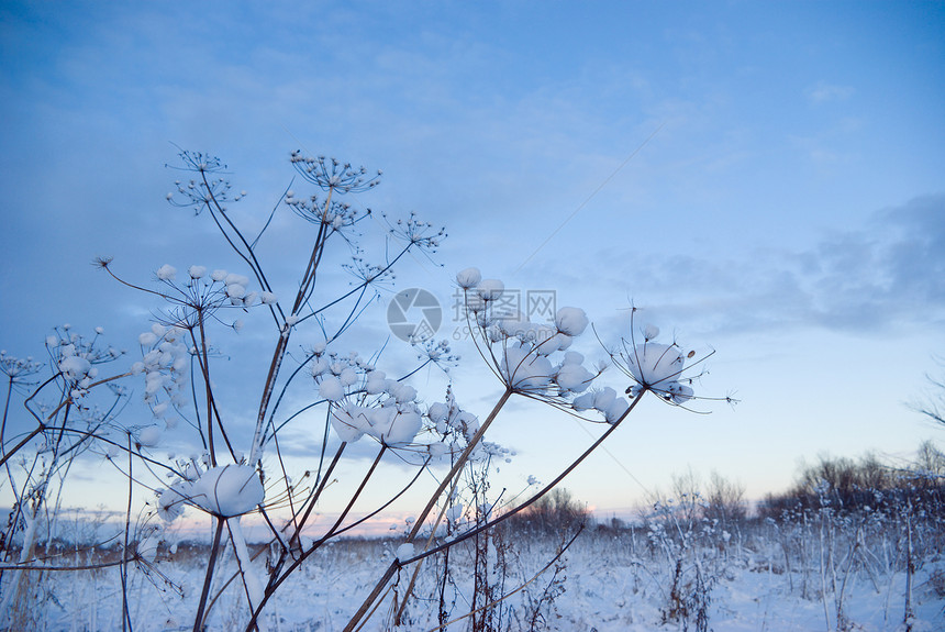 冬季风景天空雪堆季节蓝色旅行场景雪花白色仙境森林图片