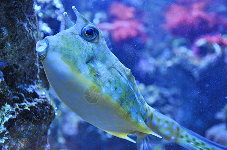 舍默霍恩海豚虾毒素高清图片