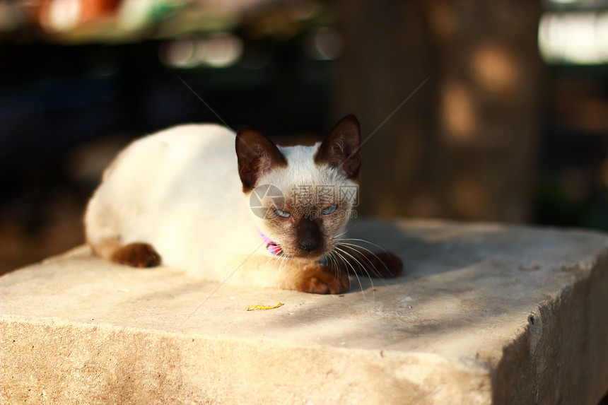 泰国小猫猫科动物脊椎动物工作室猫眼主题家畜白色生物宠物哺乳动物图片