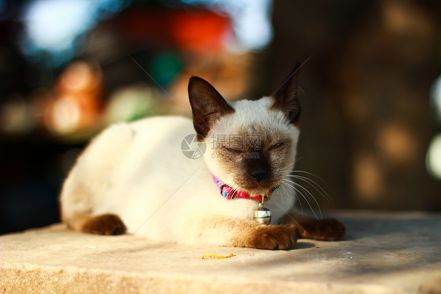 泰国小猫家畜宠物脊椎动物工作室猫眼白色主题猫科动物动物哺乳动物图片