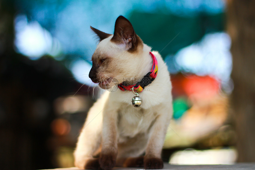 泰国小猫猫科动物动物哺乳动物家畜生物宠物猫眼工作室脊椎动物主题图片