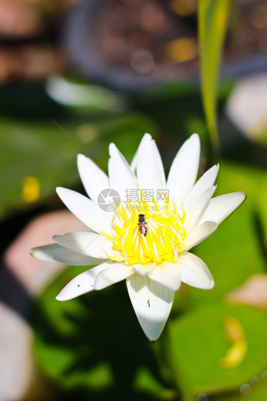 白莲花花睡莲绿色白色美丽宏观荷花植物群黄色活力水分图片