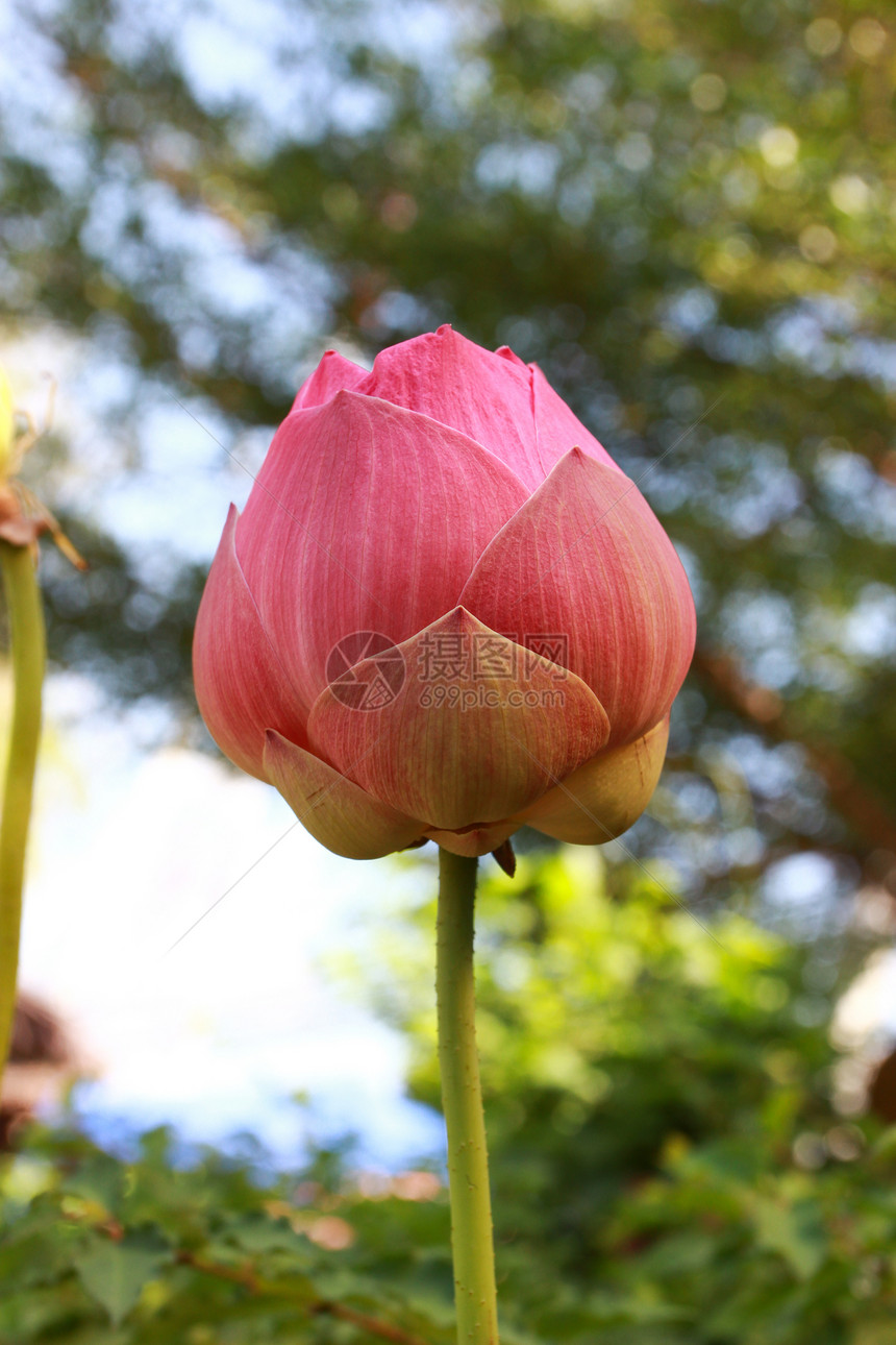 特写粉红色莲花植物百合叶子季节热带环境生活花园图片