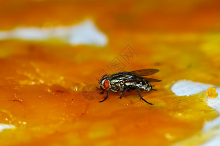 小眼生物体害虫高清图片