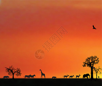 象牙非洲日落时日动物的疾病设计图片
