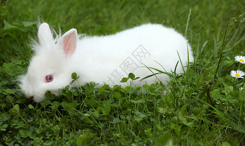 绿草的白矮白兔背景图片