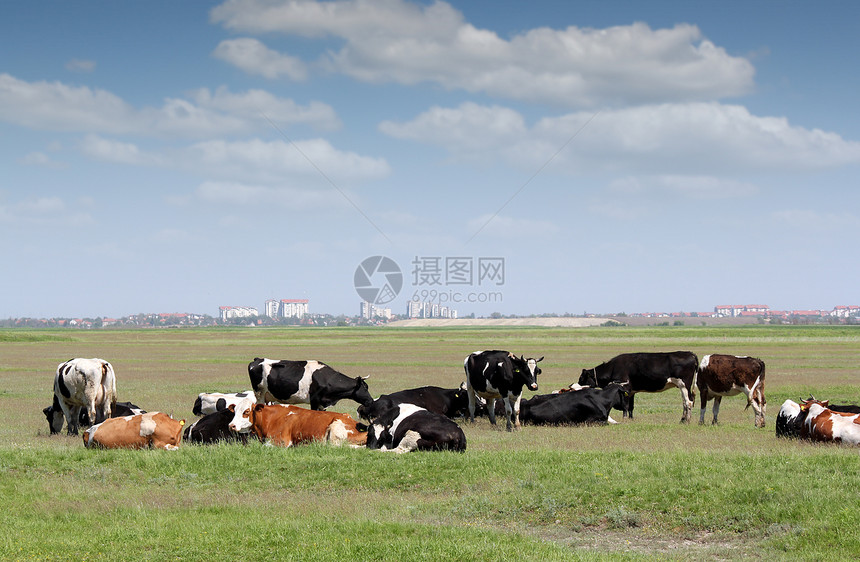 牧草上放牧牛群 背景城市图片