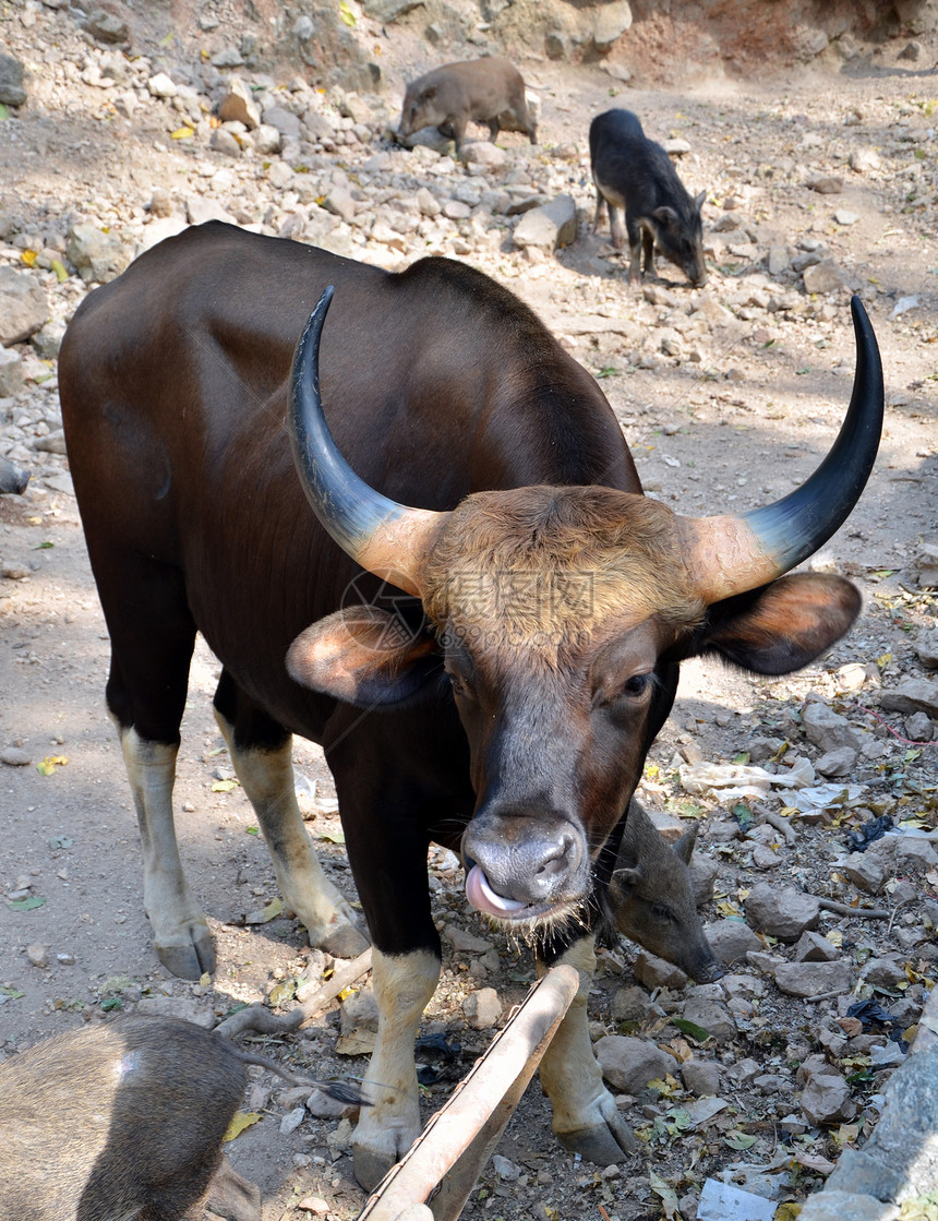 Gaur 活生生的黑公牛和野猪(Suss scrofa)图片