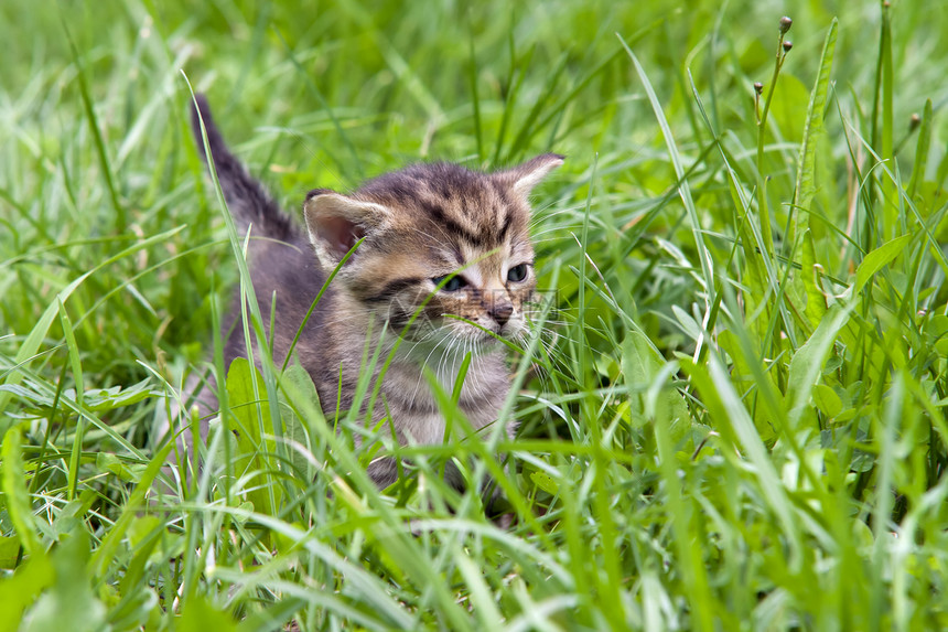 草地上的小小猫咪哺乳动物情绪小狗小猫脾气乐趣天鹅绒宠物小动物新生图片