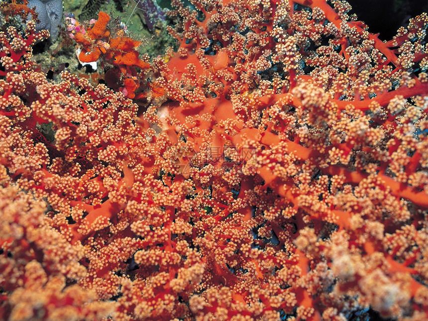 珊瑚海葵照片生长捕食者热带脊椎动物水平花朵珊瑚礁掠夺性图片