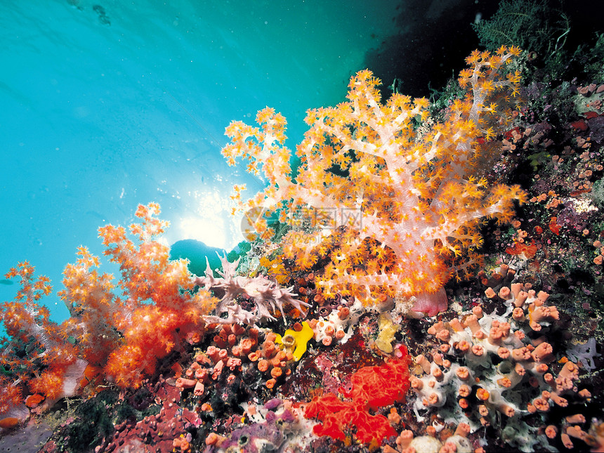 珊瑚海葵水平珊瑚礁捕食者照片脊椎动物花朵生长热带掠夺性图片