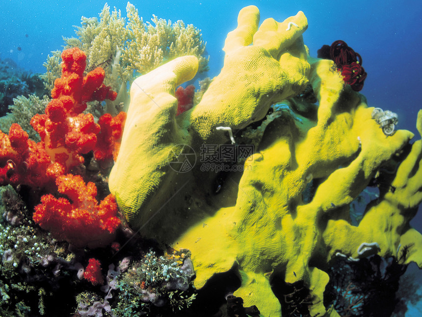 珊瑚珊瑚礁海葵生长捕食者花朵水平掠夺性脊椎动物照片热带图片