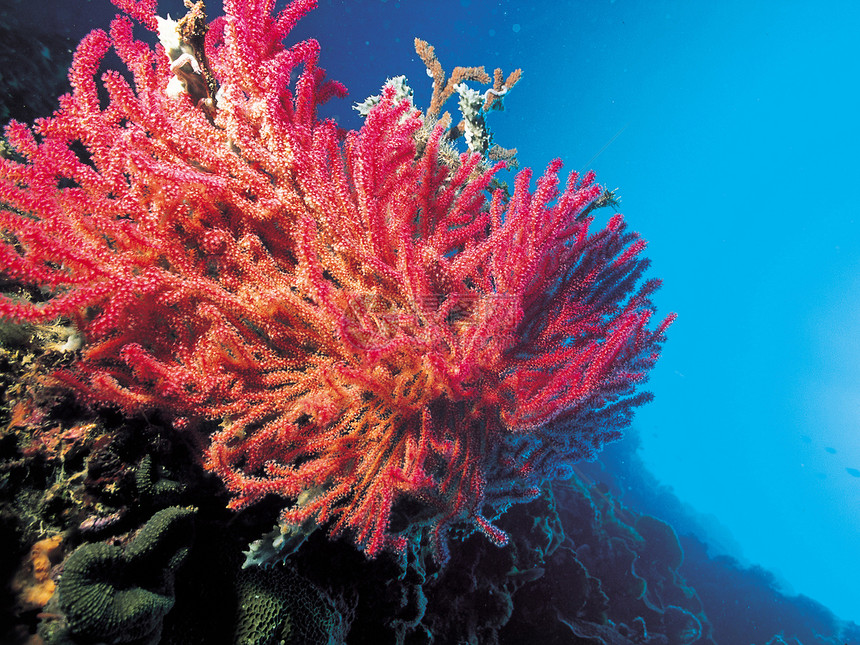 珊瑚花朵水平珊瑚礁热带生长脊椎动物海葵捕食者照片掠夺性图片