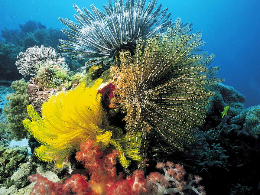 珊瑚照片水平捕食者脊椎动物生长海葵热带掠夺性花朵珊瑚礁图片