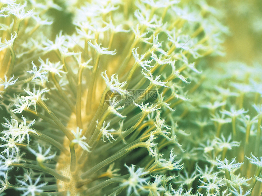 珊瑚花朵捕食者海葵珊瑚礁生长水平掠夺性脊椎动物照片热带图片