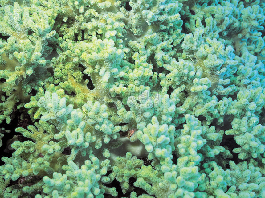 珊瑚生长照片珊瑚礁掠夺性热带海葵水平脊椎动物花朵捕食者图片
