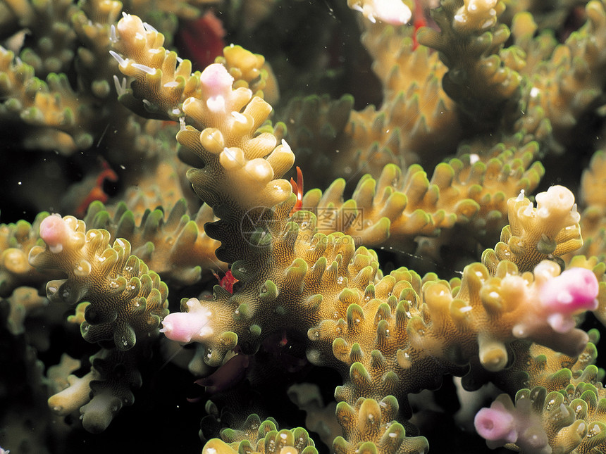 珊瑚掠夺性捕食者照片海葵水平花朵脊椎动物生长热带珊瑚礁图片