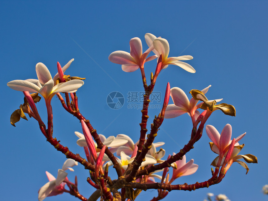 热带花朵的支部管道天空植物美丽叶子花束卡片蓝色温泉香味邀请函图片