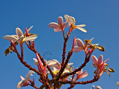 热带花朵的支部管道天空植物美丽叶子花束卡片蓝色温泉香味邀请函背景图片