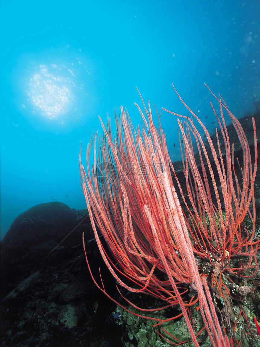 珊瑚照片脊椎动物水平珊瑚礁花朵捕食者生长掠夺性热带海葵图片