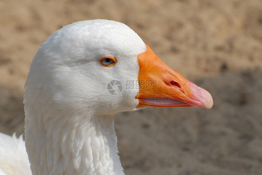鸭头橙子内布眼睛白色图片