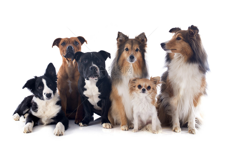 6只6只狗斗牛犬工作室犬类黑色团体白色宠物动物猎犬三色图片
