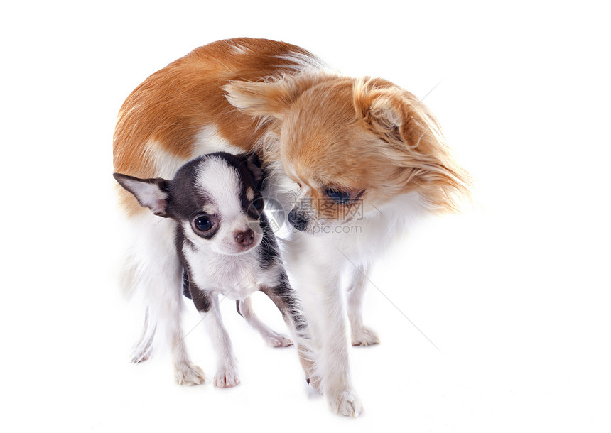 小狗和成年吉娃娃白色动物成人女性伴侣犬类宠物棕色工作室母亲图片
