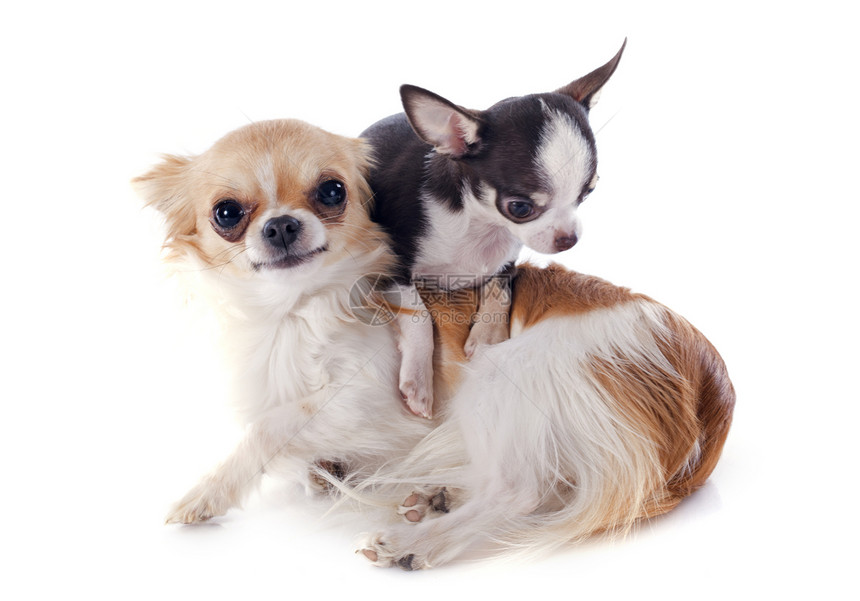 小狗和成年吉娃娃棕色犬类工作室动物宠物成人白色伴侣图片