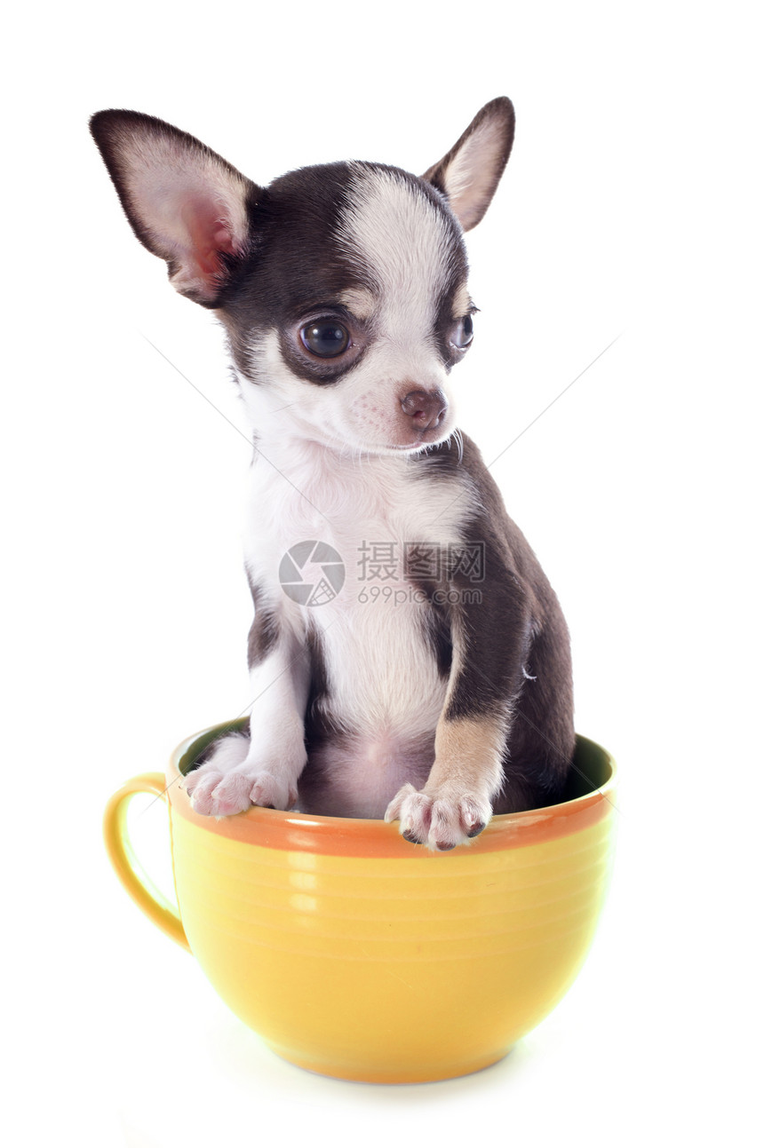 在杯子里的小小狗吉娃娃工作室犬类伴侣罩杯尺寸茶壶动物宠物白色棕色图片